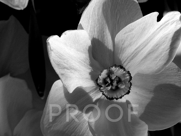 Black & White flower